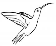 Coloriage oiseau colibris de petite taille